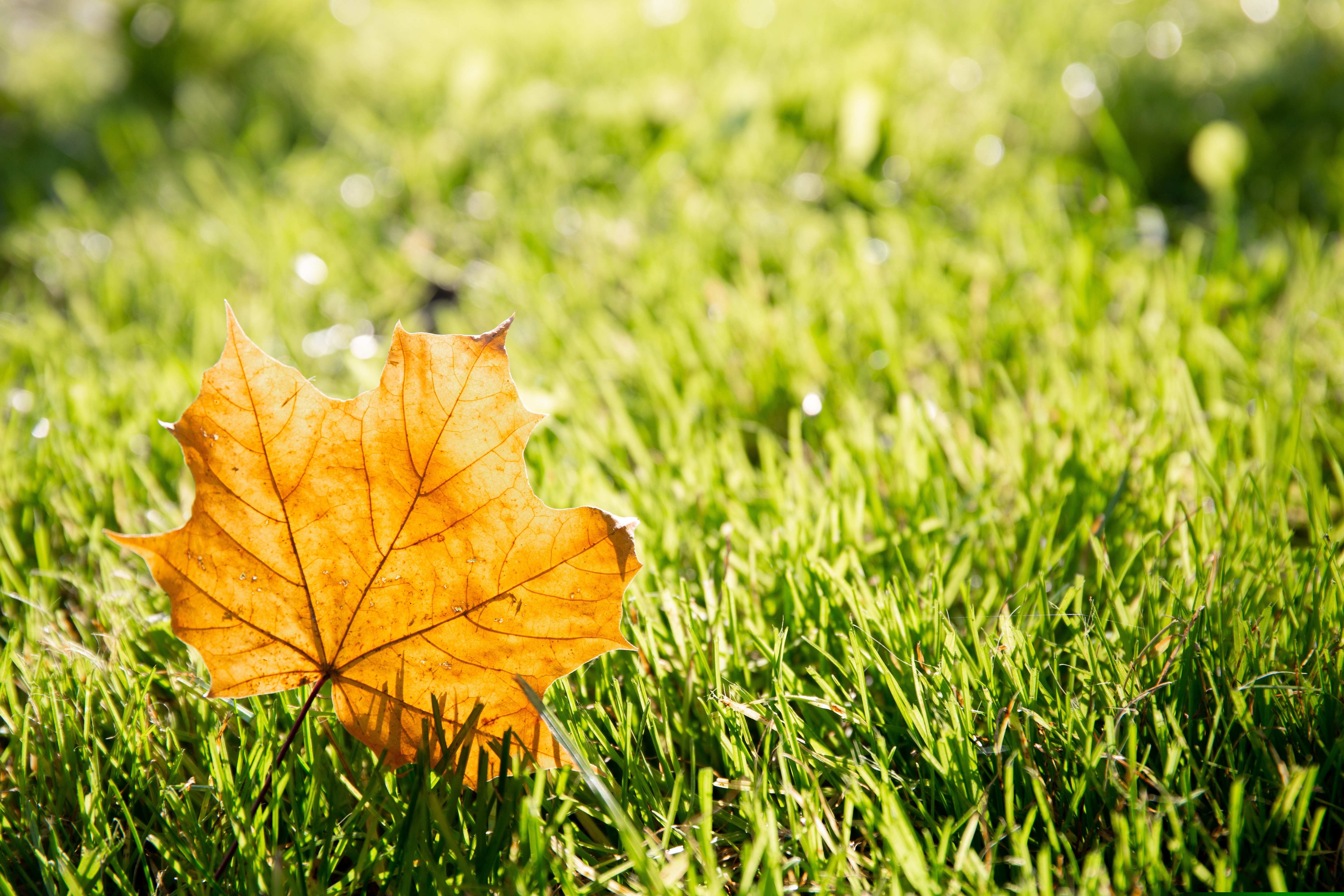 One,Dry,Yellow,Maple,Leaf,On,Green,Grass,Background,Close-up.