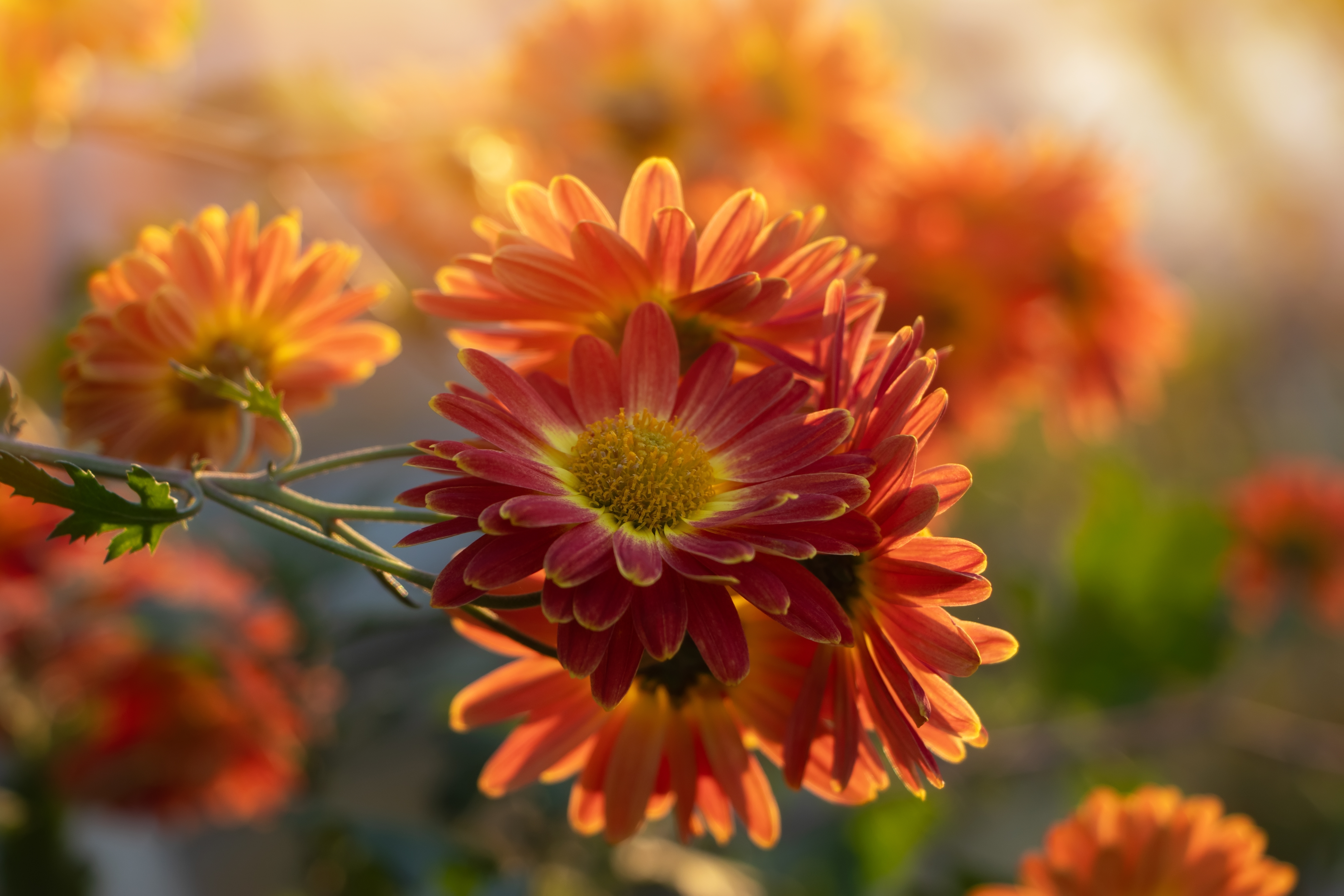 Closeup,On,Red,Chrysanthemum,Flowers,In,The,Garden,In,Sun