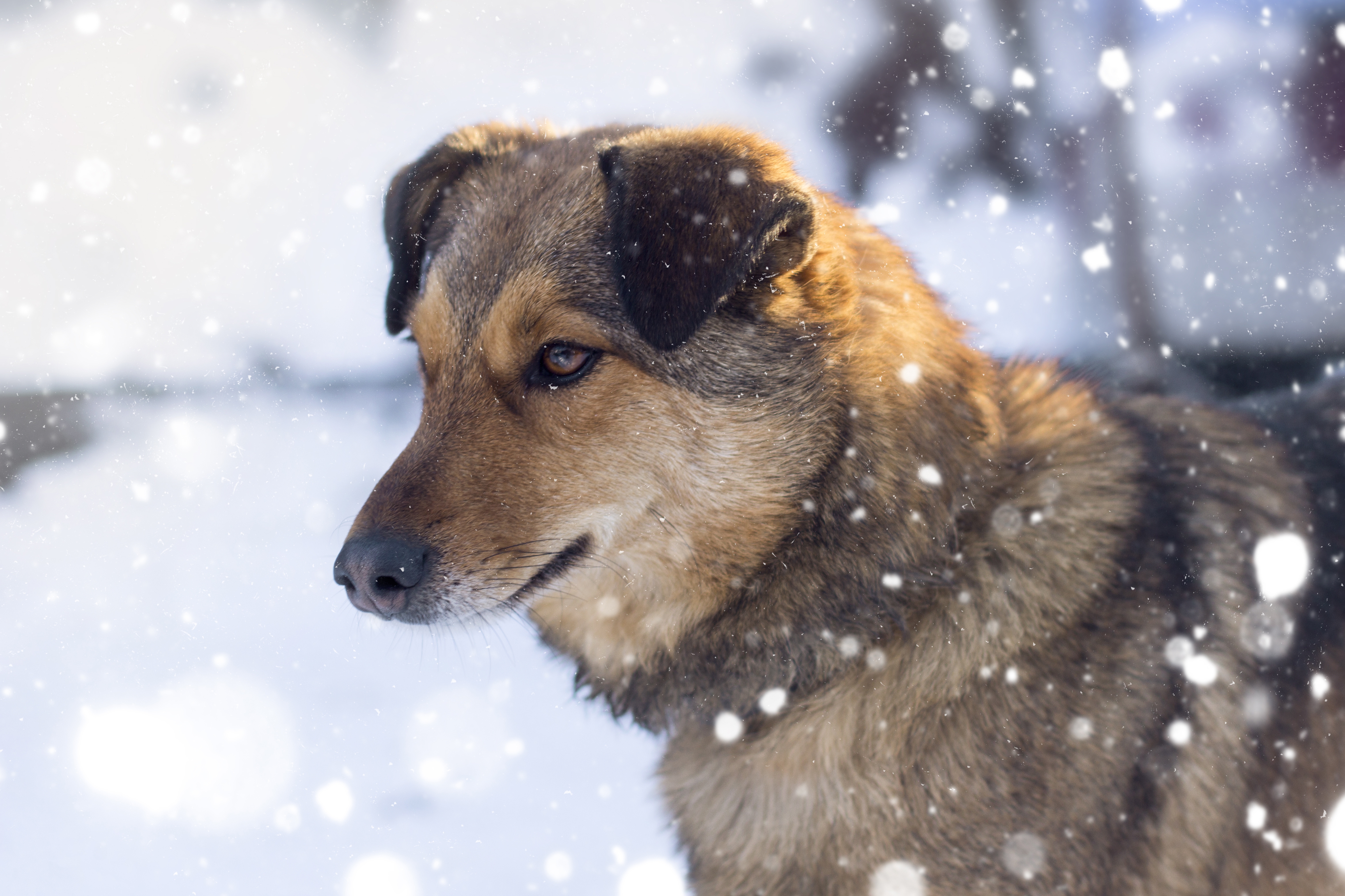 Primăria Braşov renunţă la artificii în noaptea de Revelion pentru a proteja animalele de compani/ Freepik