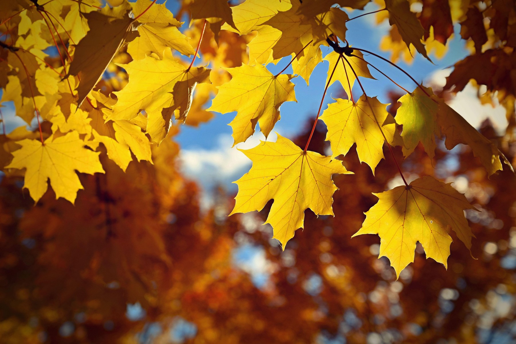 Beautiful autumn background. Colorful leaves on trees in fall time. Concept for nature and landscape.