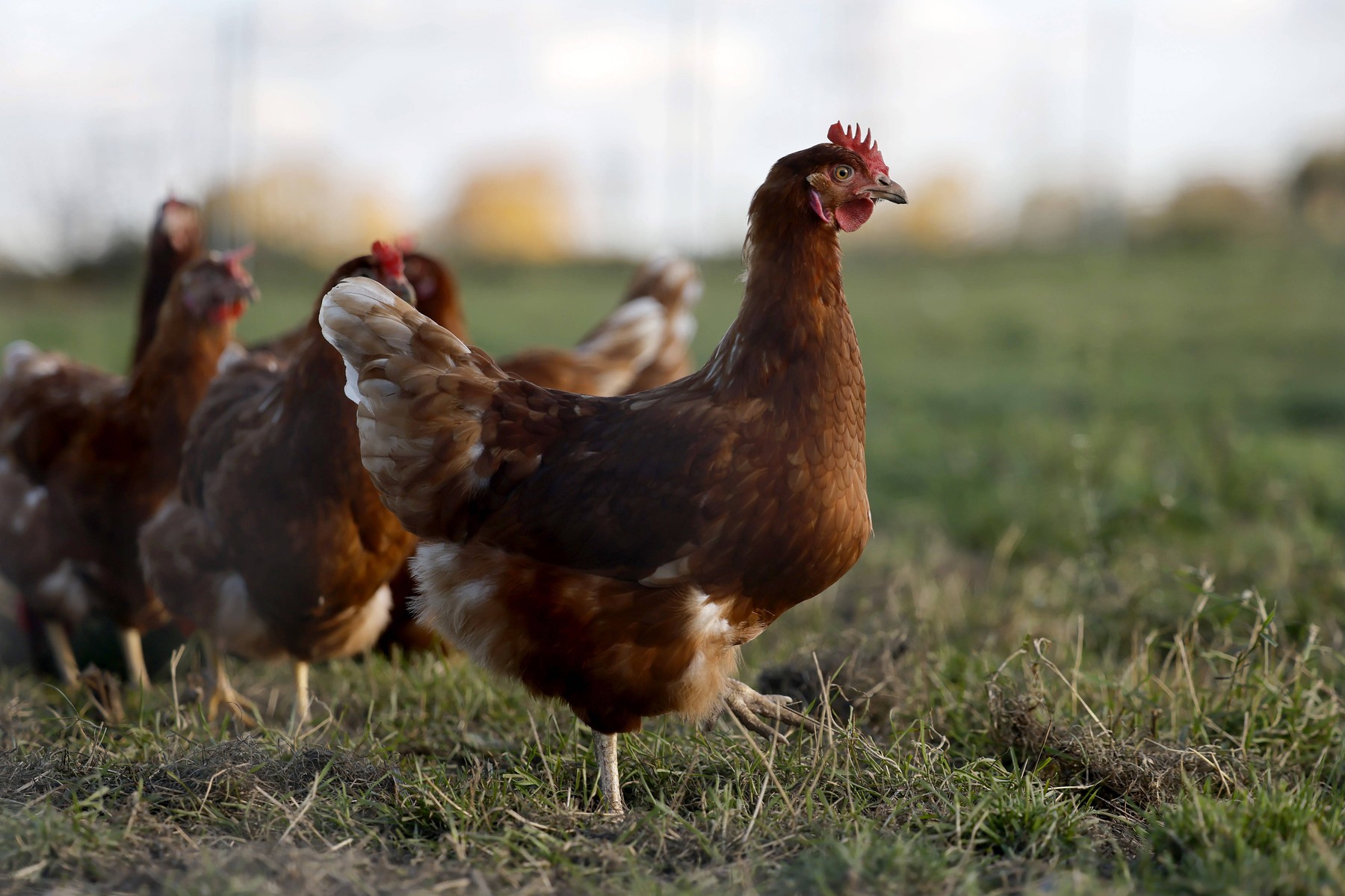 Hühner in Freilandhaltung