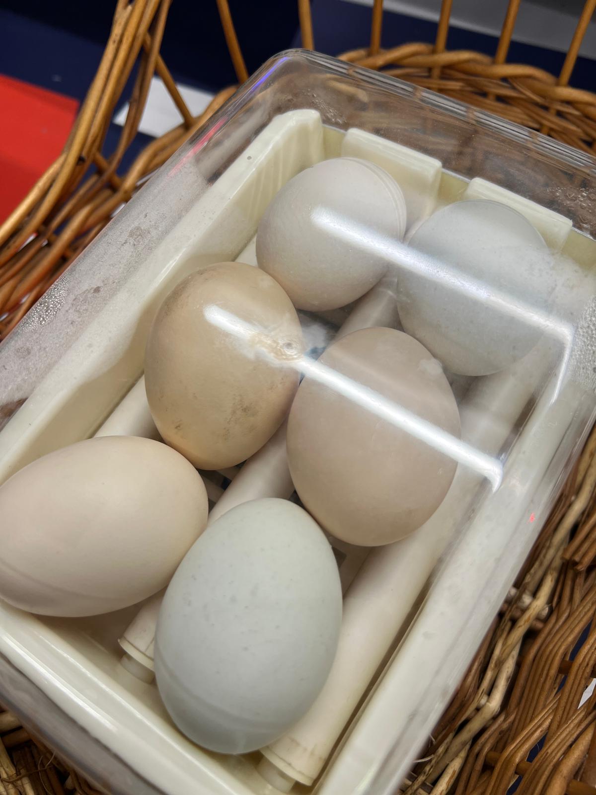 incubator digi fm face pui