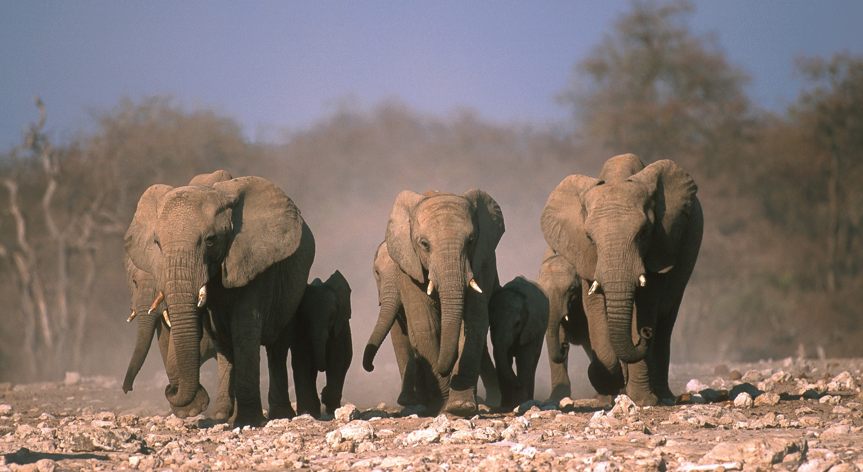 Un milionar american a fost călcat în picioare de elefanți în Africa/ Profimedia